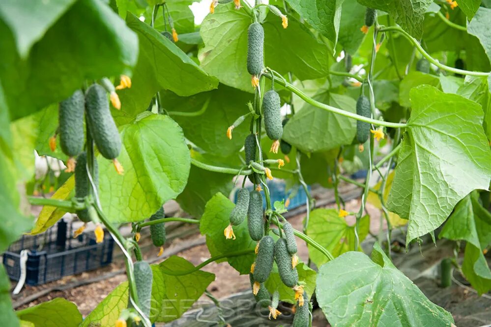 огурец стартап. семена огурца рокет f1. вир. огурец ярый. семена.