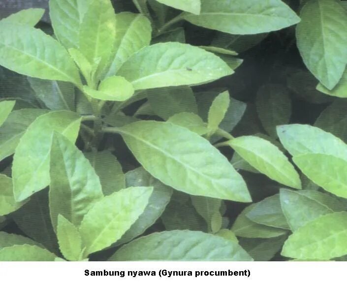 Джинура прокумбенс (gynura procumbens). Джинура прокумбенс. Джинура растение. Джинура растение бога. Джинура растение бога.