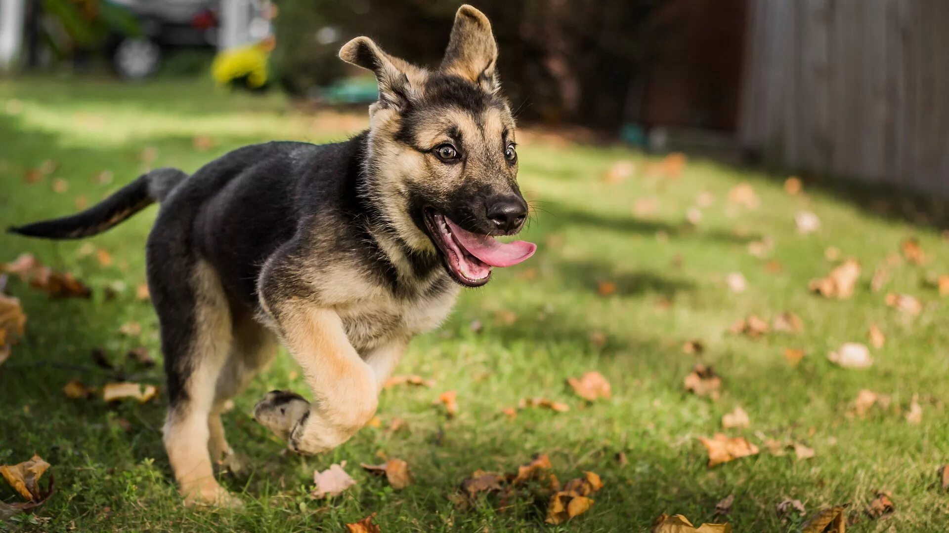 Восточно-европейская овчарка. Восточноевропейская овчарка. German Shepherd немецкая овчарка. Немецкая овчарка Шеферд щенки. Рабочая немецкая овчарка щенки