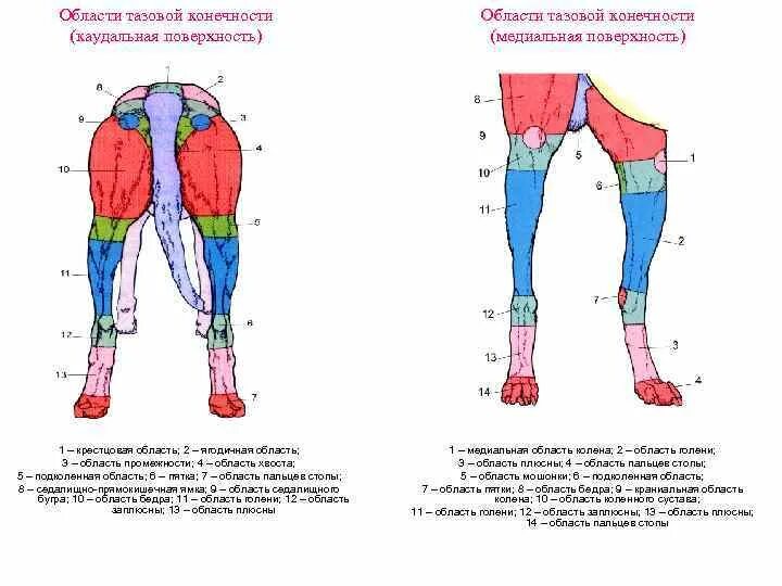 Анатомия тазовой конечности собаки. Конечности КРС. Суставы тазовой конечности коровы. Анатомия животных тазовая конечность КРС. Каудальное направление