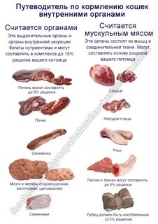 Можно ли кошкам мясо курицы