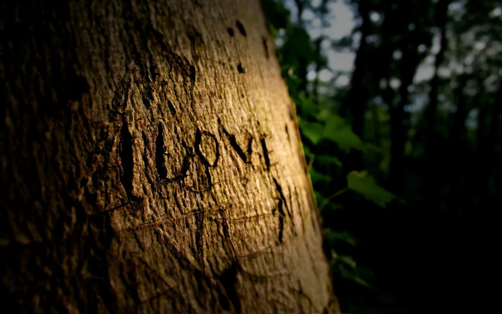 Ни дерева. Надпись на коре дерева. Надпись на дереве. Надписи вырезанные на дереве. Надпись на стволе дерева.