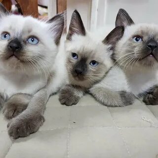 Тайские котята