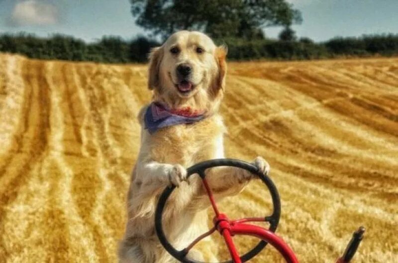 Трактор и собачка. Собачка трактор. Собака на тракторе. Трактор с китом. Трактор и собачка.