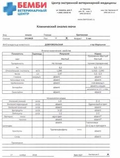 Анализ мочи кошки
