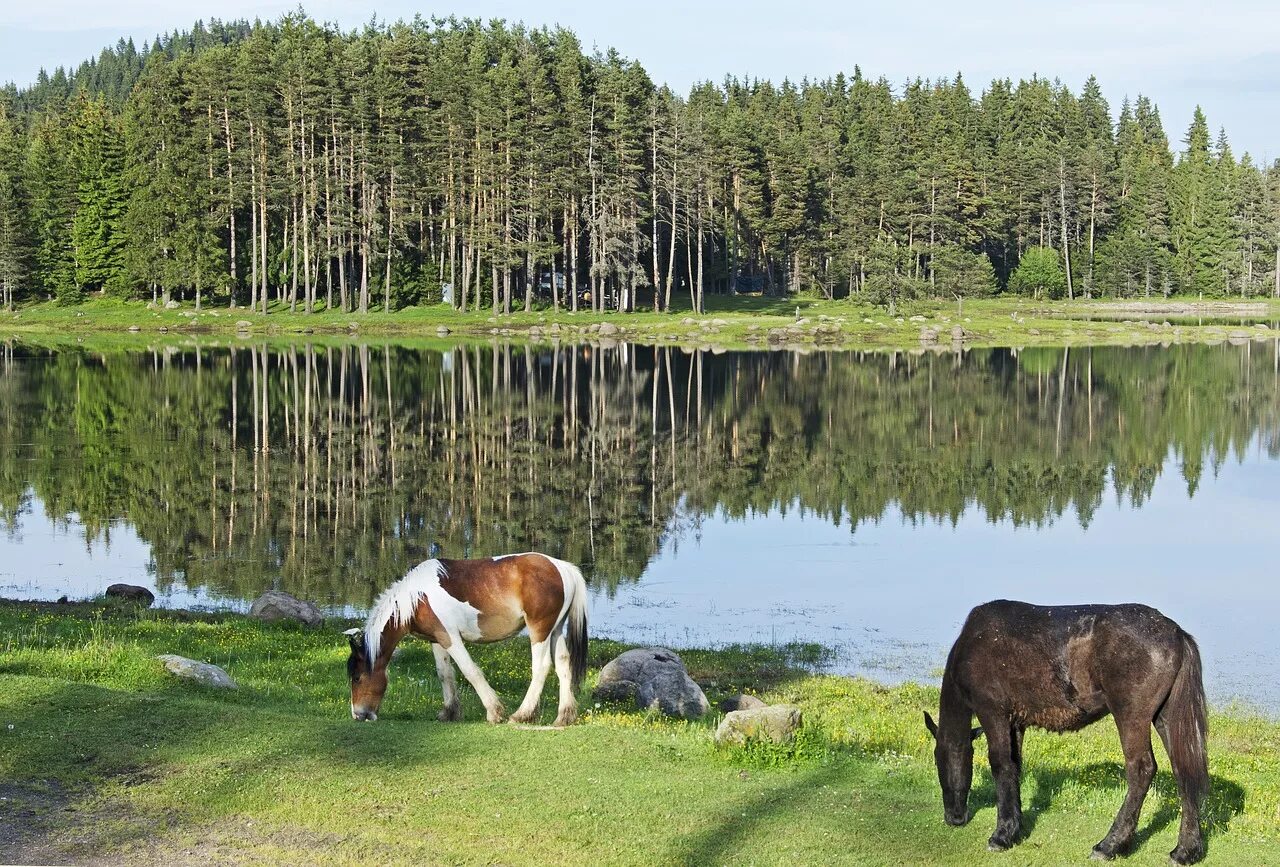 Лошадь у озера. Лошадка озеро. Лошадиное озеро. Конь в озере. Хорс лейк