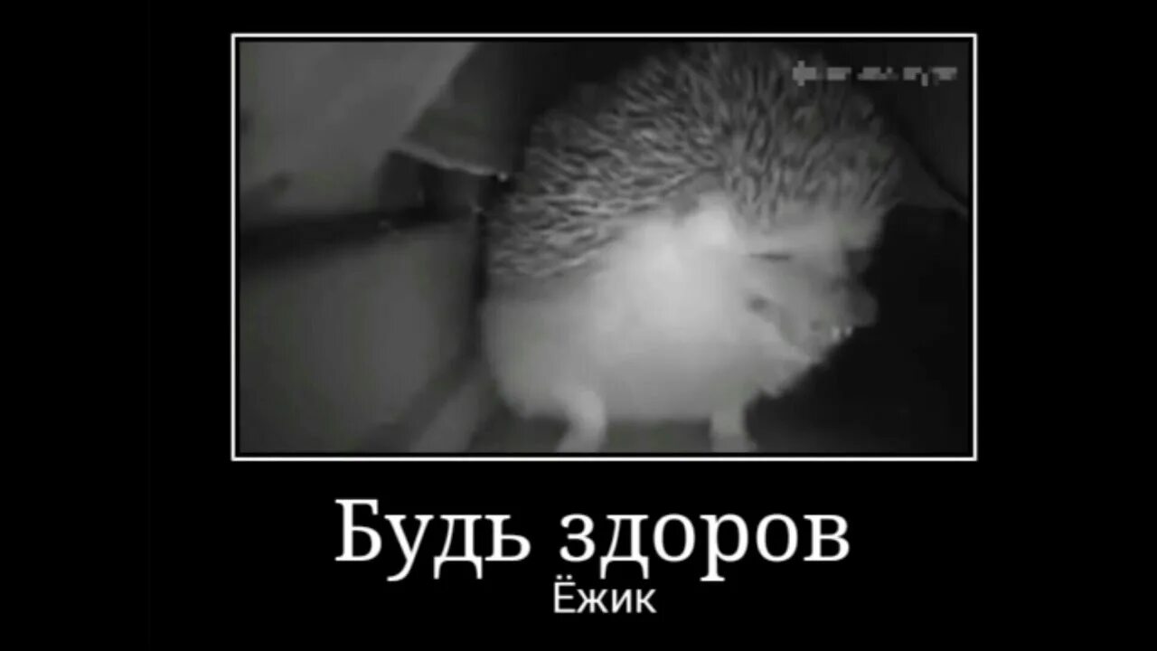 Ёжик жрёт сигарету - YouTube