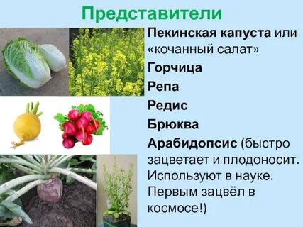 Крестоцветные растения биология