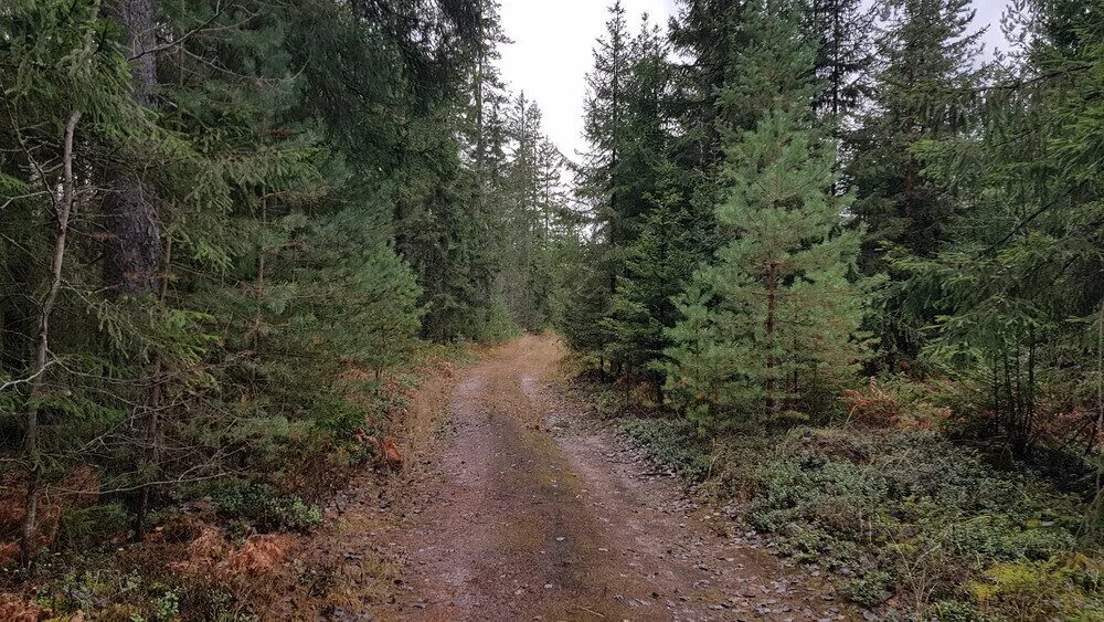 Мещера остаток лесного. Мещера Церковь Николая Чудотворца. Змеиный камень Шушмор. Мещера Шушмор. Змеиный камень в Шатуре.