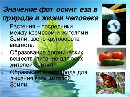 Значение высших растений в жизни человека