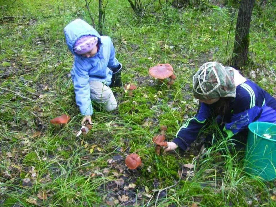 Ходят в лес ягоды собирать. Собирать ягоды. Поход в лес по грибы. Поход в лес за грибами. Собирать ягоды.