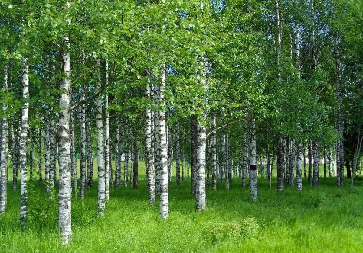 Березка бор. Березовая роща. Береза обыкновенная (Betula Alba). Березка дерево России. Роща белоствольная.