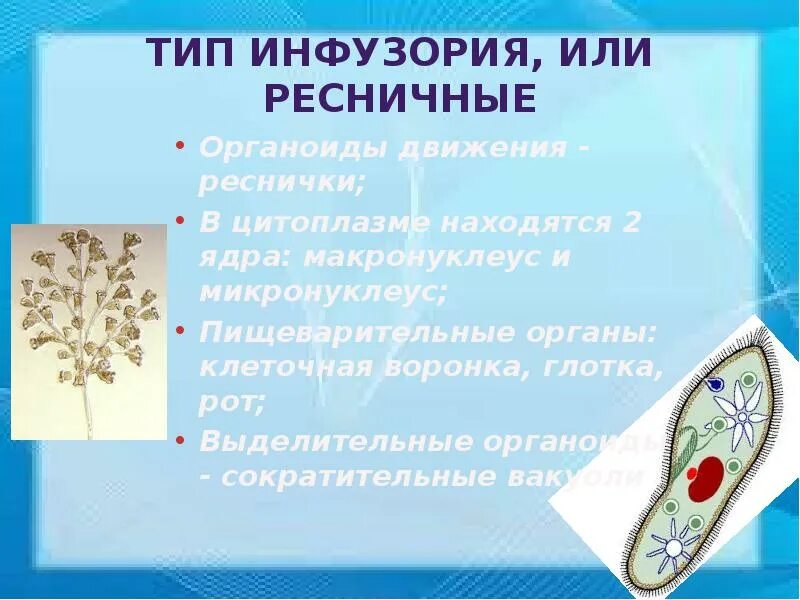 Какую функцию у инфузории. Органоиды движения инфузории. органоиды движения ресничное. инфузория туфелька органоиды движения. тип инфузории или ресничные.