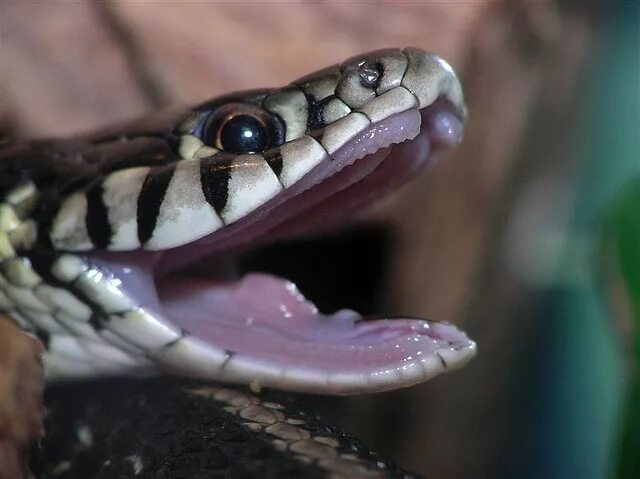 Змея уж обыкновенный. Гадюка обыкновенная клыки. Зубы ужа. Уж обыкновенный зубы ужа. Змея уж обыкновенный.