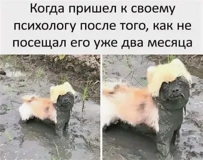 Собака много пьет и писает
