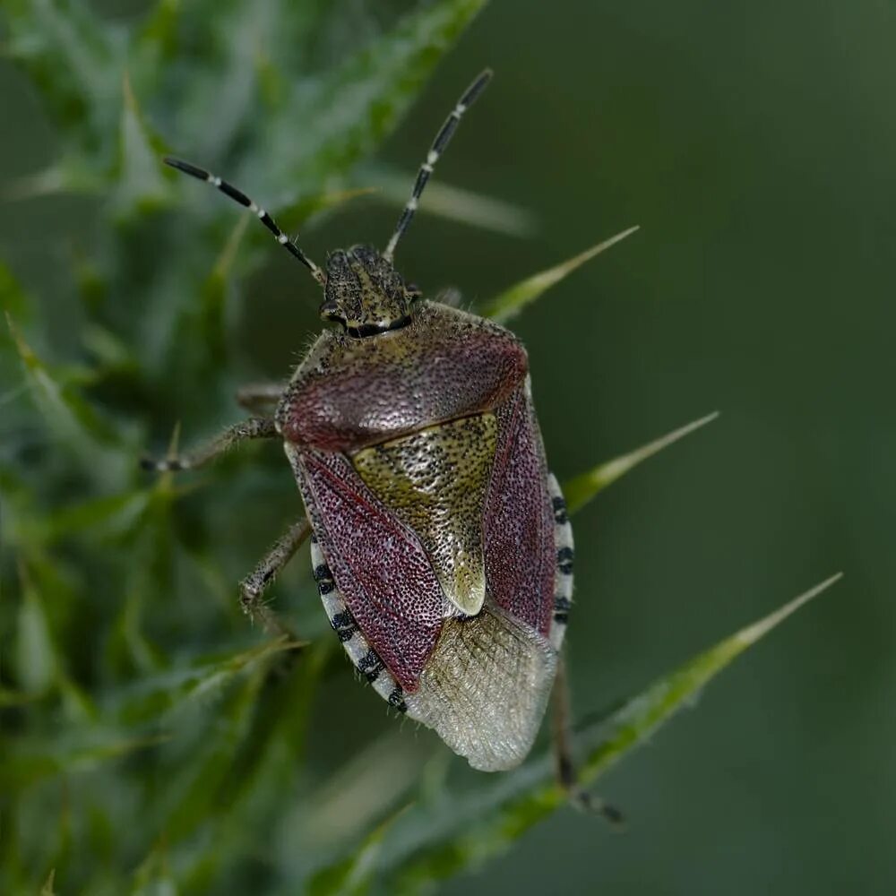 Клоп щитник ягодный какое развитие. Dolycoris baccarum - щитник ягодный. Щитник рыженогий. Клоп щитник ягодный. Клоп щитник зеленый.