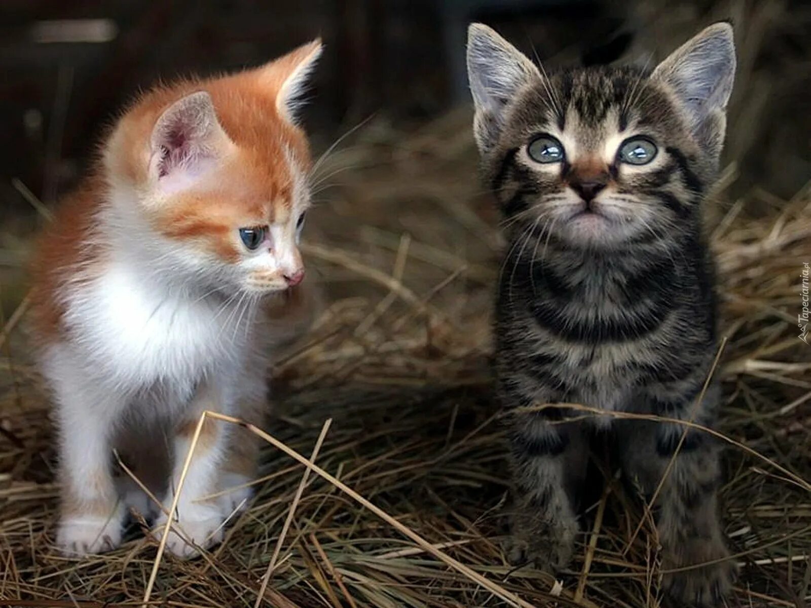 Маленькие котята пушистые. Полосатый пушистый котенок. Живых котов. Милый котенок. Коты живут.