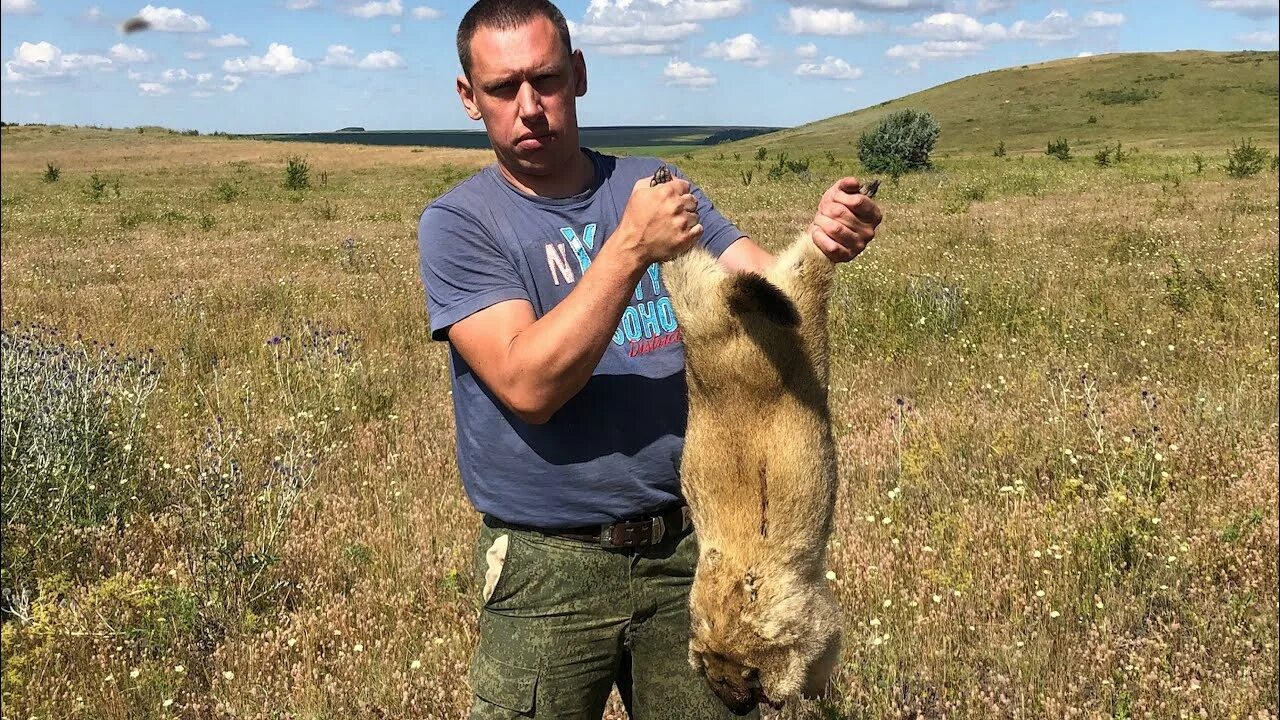 Биография байбака. Сурок бижбуляк. Охота на сурка с хатсан 125. Сурок-байбак сурки. Степной байбак.