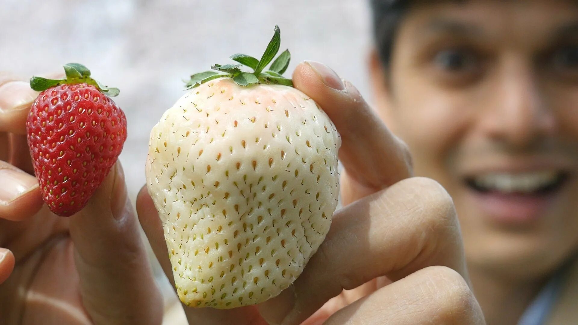 They some fruit. Клубника Ананасная Пайнберри. Земляника Ананасная ремонтантная. Клубника Швед. Белый Швед.