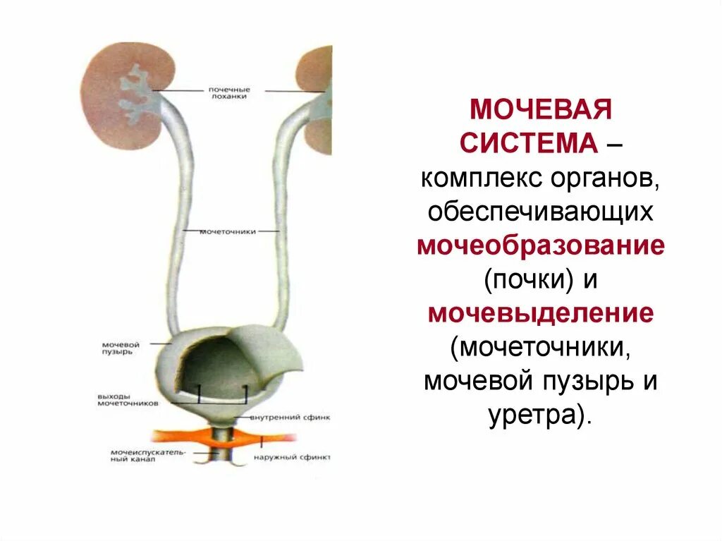 Мочеточник отходит от. Мочевыделительной системы мочевой пузырь. Мочевыделительная система почки мочеточники. Почки мочеточник мочевой пузырь схема расположения. Мочевая система почки органы мочевыделения.