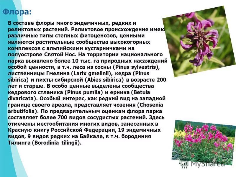 Сколько видов флоры. Сколько видов флоры. Флора для презентации. Растительный мир краснодарского края. Сколько видов флоры.