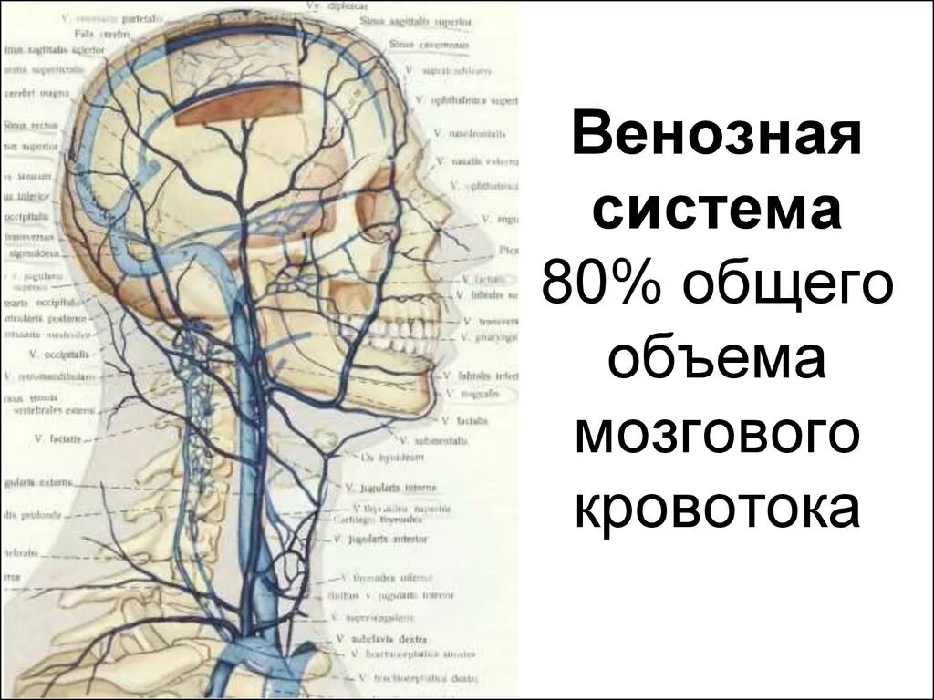 Отток головного мозга. Схема оттока венозной крови головы. Венозная система головного мозга анатомия. Венозная система кровоснабжения головного мозга. Венозная система головного мозга схема.