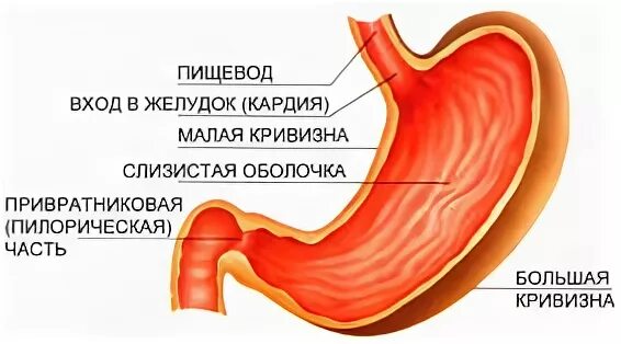 Вход в пищевод. Кардия желудка расположение. Анатомия и физиология желудка.