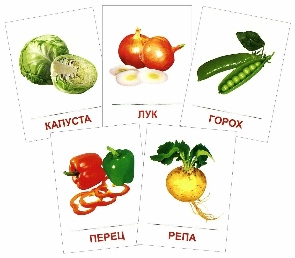 Карточки. Овощи. Карточки овощи для детей. Карточки с изображением овощей. Карточки овощи для дошкольников.