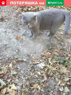 В новороссийске кошка
