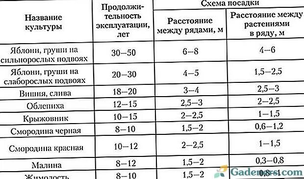 На каком расстоянии садить яблони
