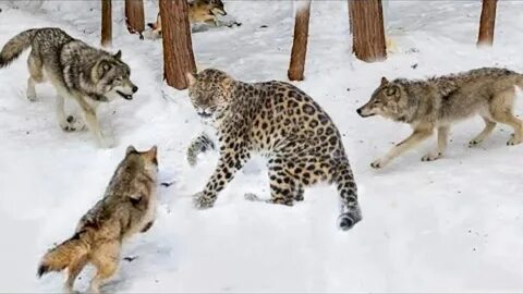 Wolf vs