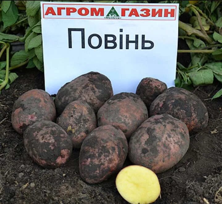 Сорт картофеля кардинал. Картофель киевский свитанок. картофель сорт лабелла семенной. сорта картофеля, устойчивые к колорадскому жуку. сорта картофеля повинь.