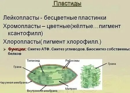 Какие органоиды участвуют в процессе фотосинтез