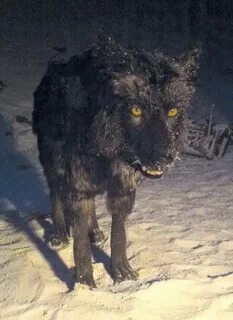 Чернобыльские волки