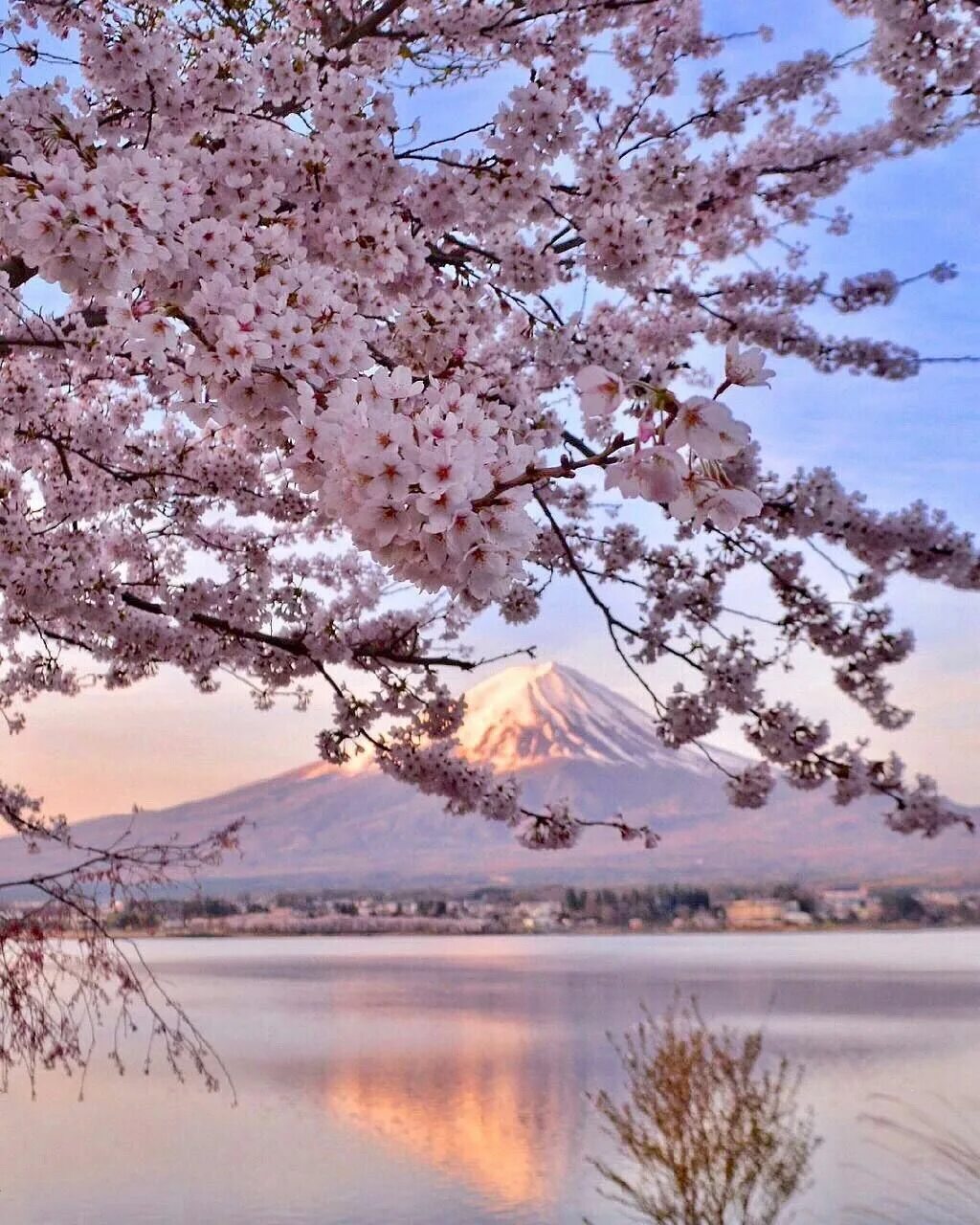 Japanese blossom. Япония цветение Фудзи. Япония Сакура. Цветение Сакуры в Японии сады. Озера Кавагути цветение Сакуры.