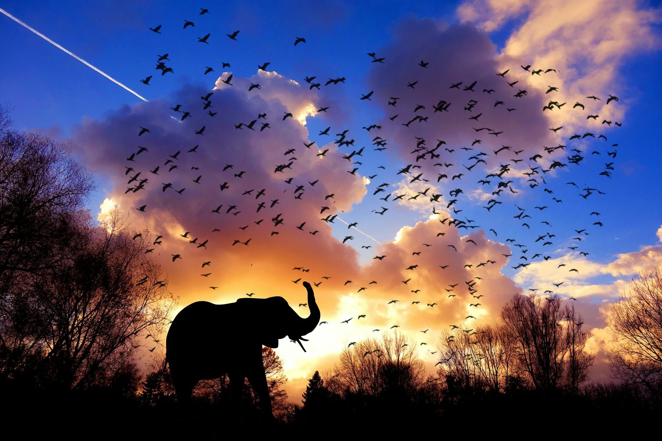 Каждое утро в африке. Джунгли небо птицы. Птицы слоны. Фотообои Африка. Доброе утро Африка.