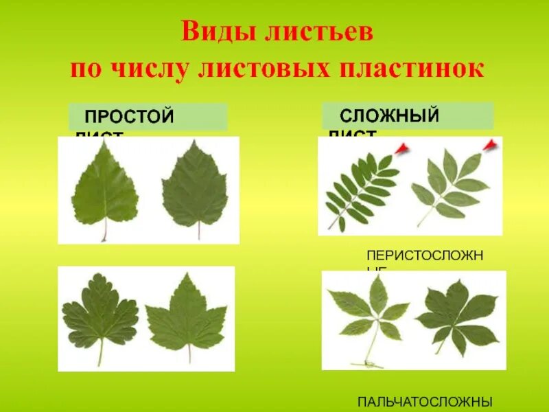 Простая листовая пластинка. Типы сложных листьев. Листовая пластинка сложного листа. Простые и сложные листья. Какой лист называют сложным