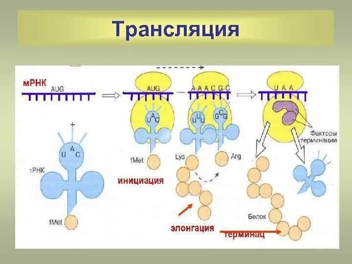 Первый этап трансляции. Биосинтез белка инициация трансляции. Биосинтез белка трансляция инициация элонгация терминация. Синтез белка трансляция этапы инициация элонгация. Схема процесса трансляции биология.