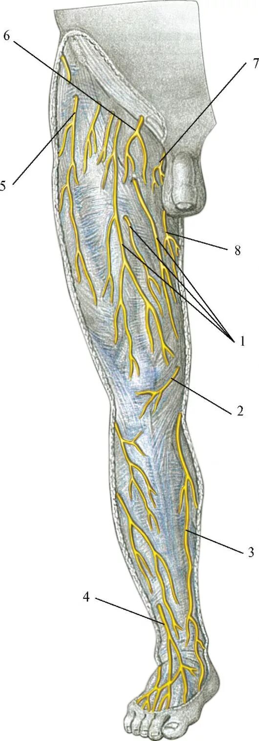 Нервы ноги. Подкожный нерв нижней конечности. Подкожный мало берцовой нерв. Подкожный нерв бедра анатомия. Бедренный нерв анатомия топография.