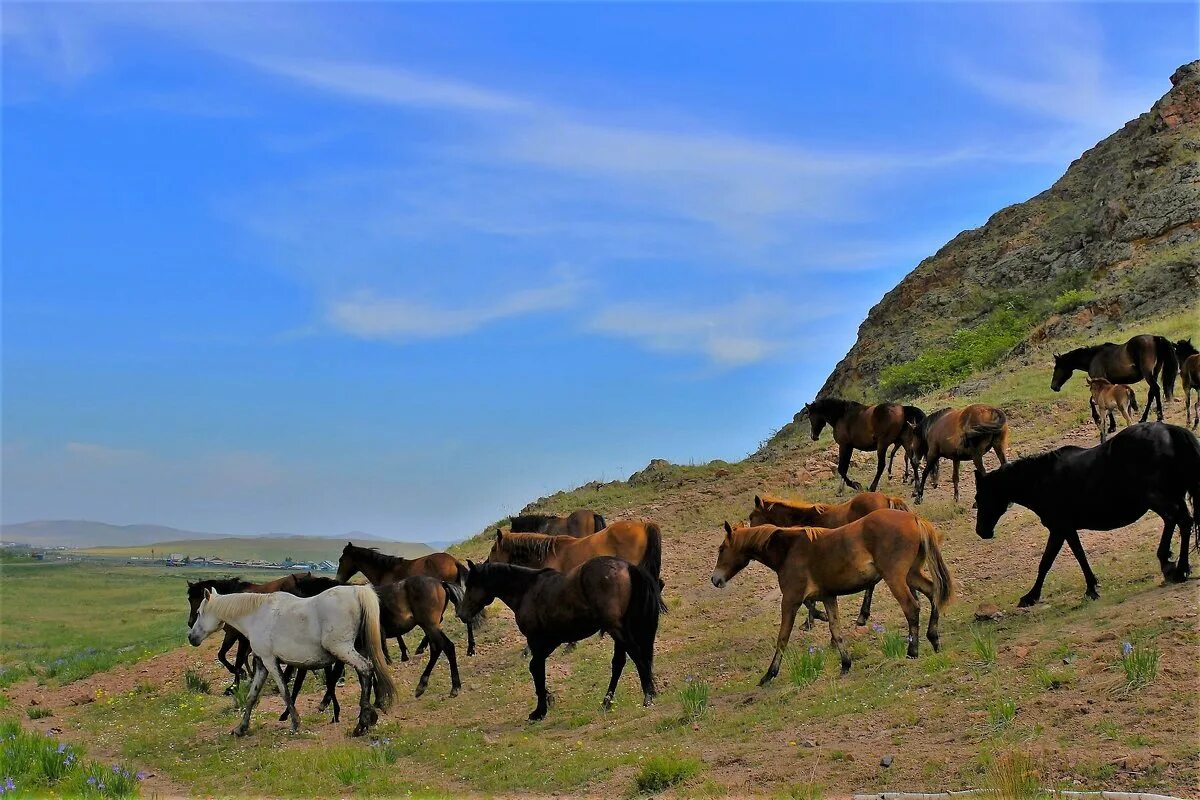 Село табуны Алтайский край. Табуны Алтайский край фото. Табун лошадей Тыва. Достопримечательности села табуны Алтайского края. Погода табуны алтайский край на 10