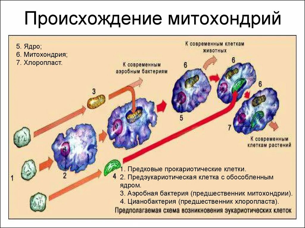 Признаки митохондрий и хлоропластов. Происхождение митохондрий теория симбиогенеза. Симбиотическая теория происхождения митохондрий. Плазмидная теория происхождения митохондрий. Происхождение митохондрий.