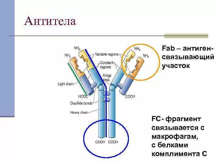 Fab фрагмент антитела. Fab фрагмент антитела