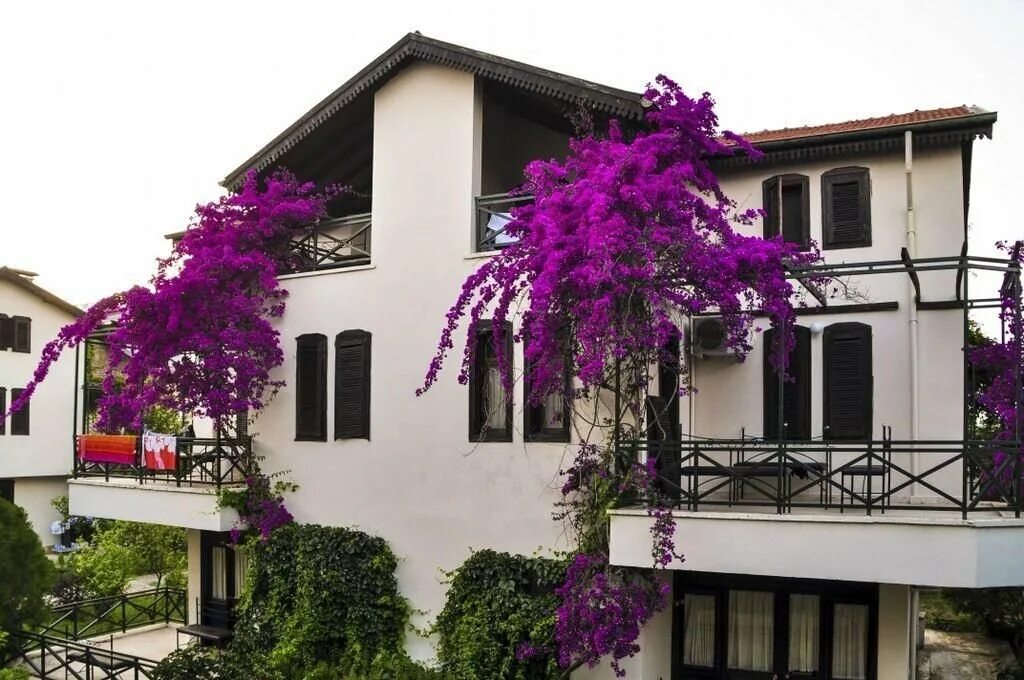 Belkon 4 белек. Белкон отель. belkon hotel 4*. белкон белек. belkon hotel belek.