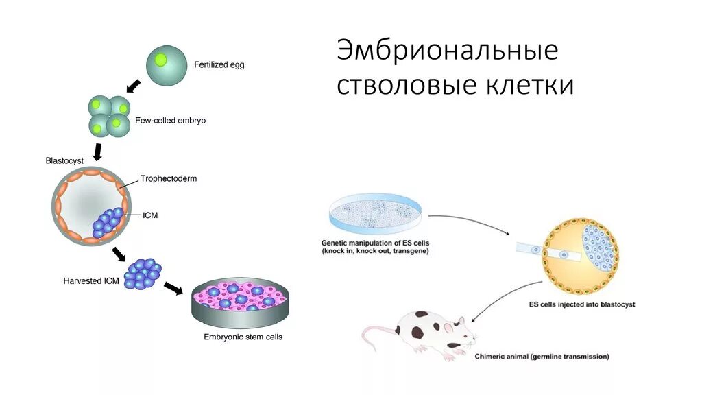 Эмбриональных и фетальных стволовых клетка. Стволовые клетки эмбрионального типа. Эмбриональная стволовая клетка.