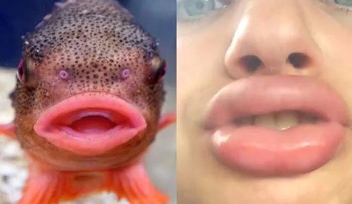 Губы рыбкой фото Funny lips are like fish. Animals Pictures