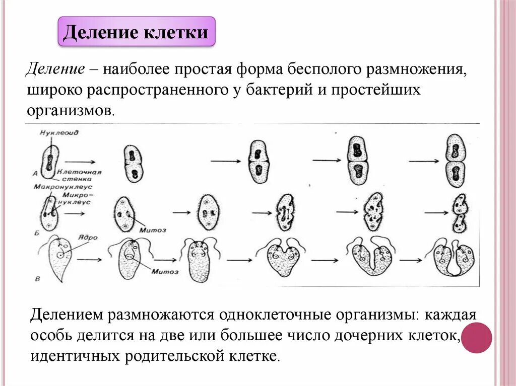 Схема размножения клеток. Бесполое размножение митоз схема. Процесс размножения клетки. Размножение делением клетки. 3 способа деления клетки