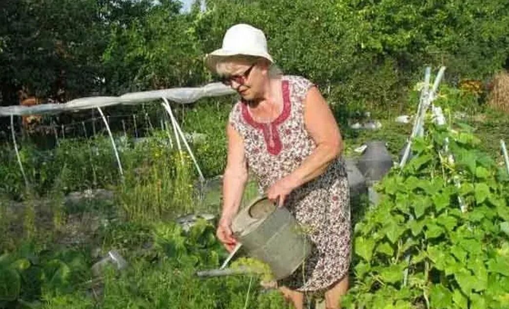 Бабушка в огороде. Прополка огорода на даче. Женщина в огороде. Старушка в огороде.