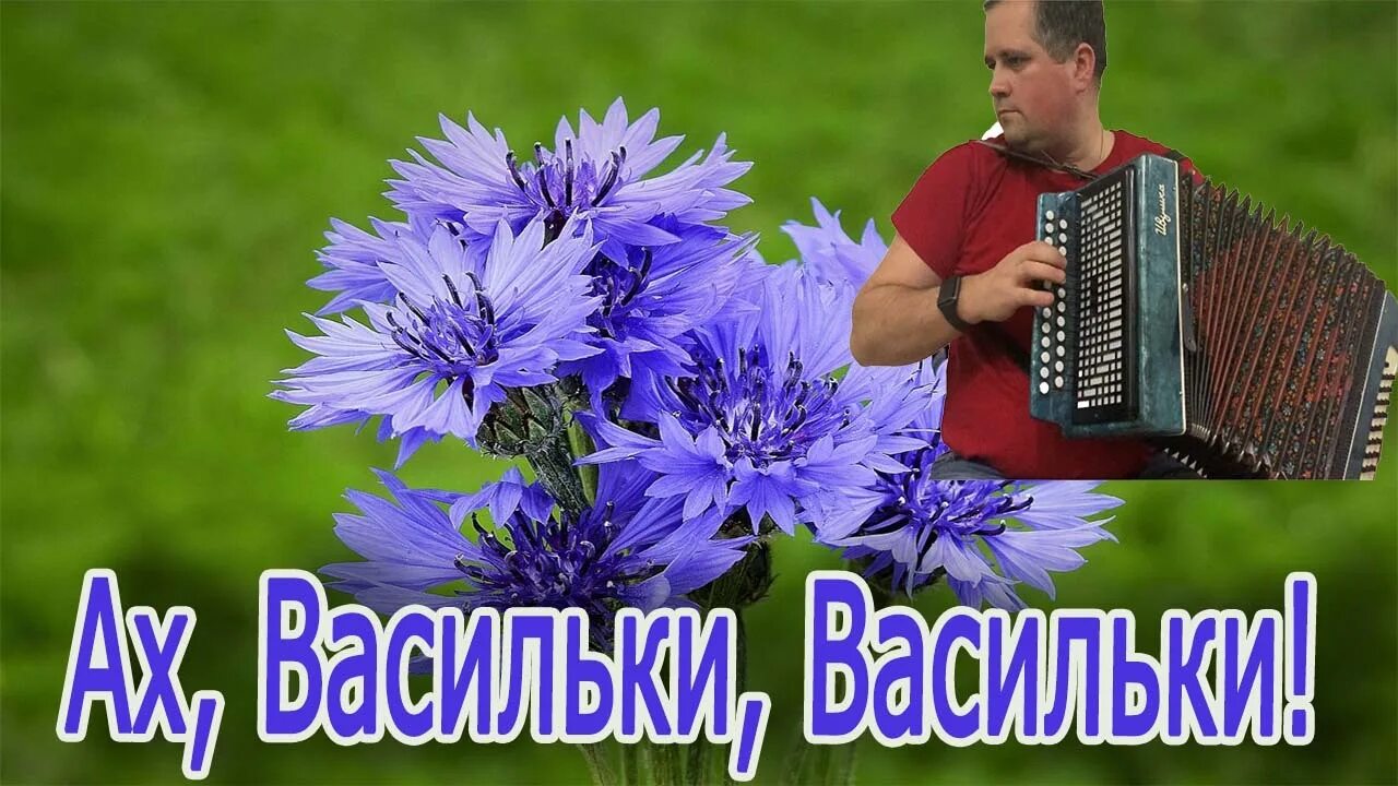 Орэра васильки текст. Песня васильки караоке. Ах васильки васильки. Васильки беларусь. Лето васильки.
