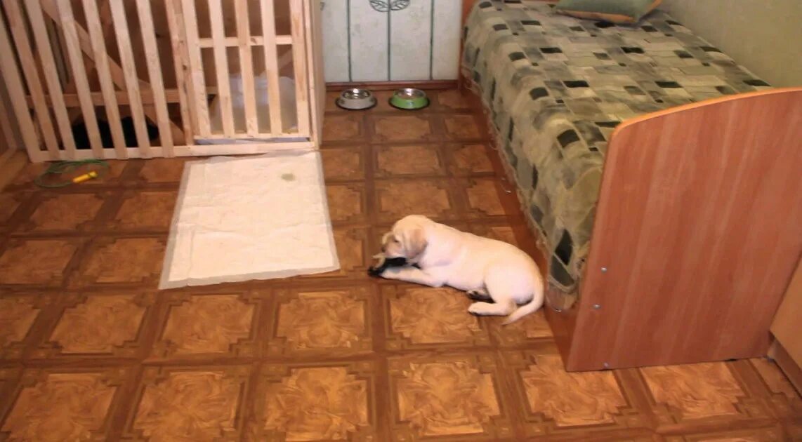 Собака дома с чего начать. Собака с конурой. Собака дома с чего начать. Йоркширский терьер малыш. Щеночки в квартире.