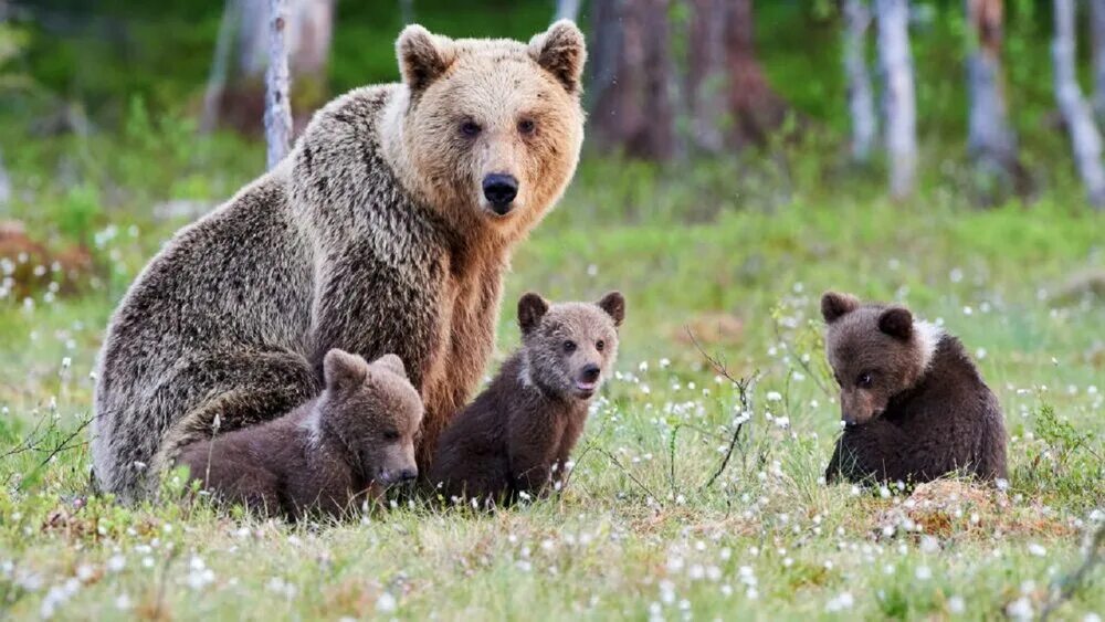 Bears end